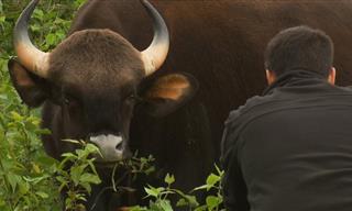 Up Close and Personal with the Massive Indian Gaur