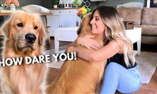 Sweet Moments: When Dogs Get Jealous of Each Other