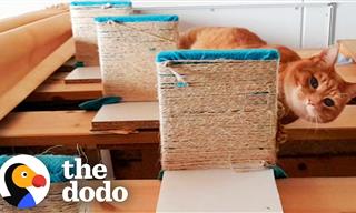 Cute Corner: Senior Cat Has Special Stairs for Cuddles