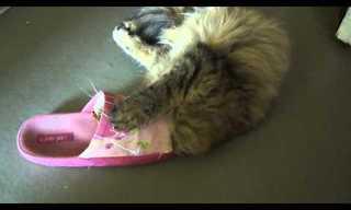 The Cat in the Sandal...