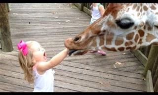 Funny: When Kids Go to the Zoo...