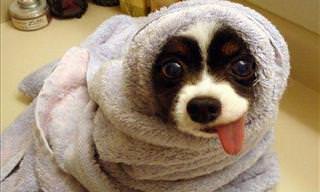 16 Dogs that Are So Sweet it Must Be Fattening!