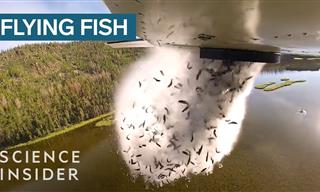Fish Dumping - Why is this Bizarre Practice Necessary?