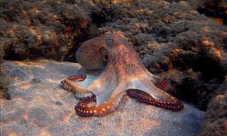 The Fascinating Life of an Octopus