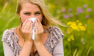 Allergic to Pollen? Here's What You Should Do