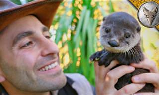 The Most Adorable Baby Otter Ever Will Teach You About Otters