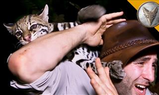 Wildlife Visit: Playing With a Wild Ocelot