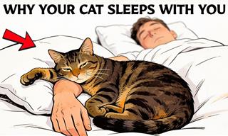 Why Your Cat Sleeps With You
