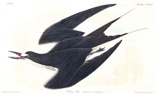 Here Are Some Delightful Works of the Artist John J. Audubon
