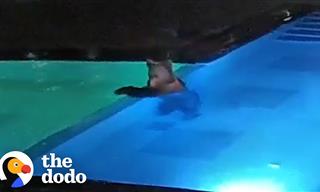 A Bear Sneaks Into This Pool Every Night - Hilarious!
