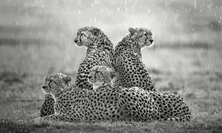 Wild Animals Photographed in Their Safe Havens - 14 Pics