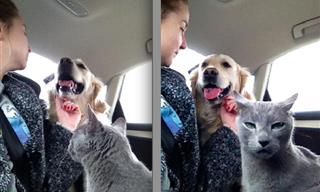Frenemies Forever: These Pics of Cats and Dogs Are So Cute