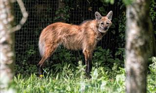 See the Majestic Maned Wolf in Action
