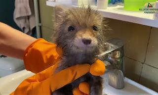 Orphaned Baby Fox Blossoms With Joy in This Loving Home