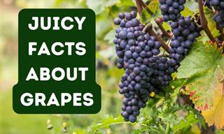 There’s So Much You Don’t Know About Grapes!