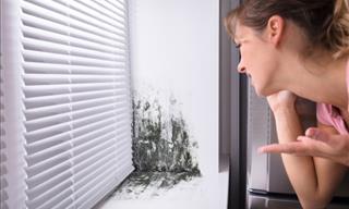 The Warning Signs of Mold Illness
