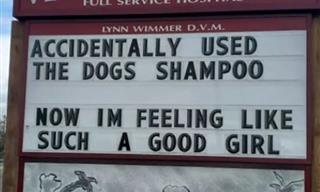This Vet Clinic Puts Up the FUNNIEST Signs!