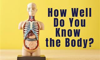 QUIZ: How Well Do You Know the Human Body?