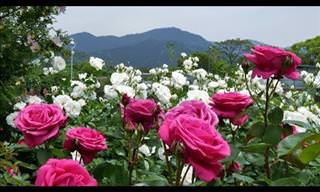 Kayoichou Park's Stunning Rose Garden