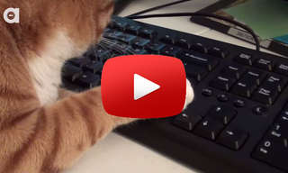 What It's Like To Work With A Feline