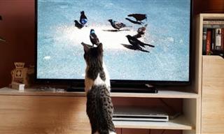 What Are They Watching? Animals React to TV