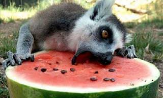 Adorable Animals That'll Have You Reaching for The Fridge!