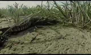 Animal Kingdom: Swamp Cats Attack a Viper!