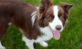 Frisbee Tricks With a Border Collie - Terrific Video!