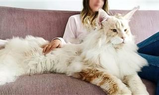 The Bigger, the CUTER! Meet the Biggest Cats in the World