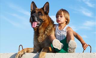 Watch: German Shepherds Protecting Kids and Babies