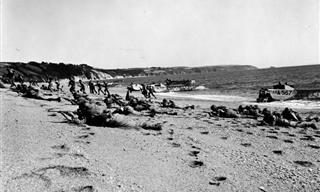 The Tragic Story of Exercise Tiger