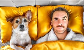 Man Tries Five Star Hotels... For DOGS