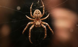 9 Ways To Make Sure No Spiders Enter Your Home