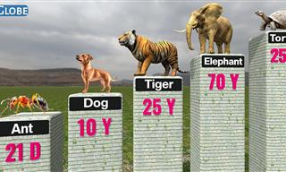 Comparing Animal Longevity