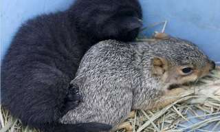 Mother Cat Adopts Squirrel