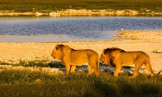 See One of the Foremost Wildlife Sanctuaries in Africa