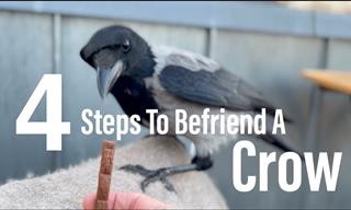 Crow Whispering: How to Befriend the Intelligent Birds