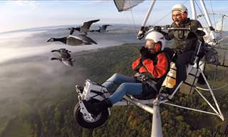 This Pilot Loves Nothing Better Than Flying with Birds!