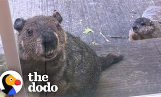 Groundhog Liked the Menu So Much He Brought His Family