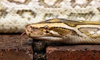12 Most Snake-Filled US Parks