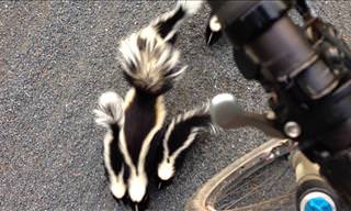 Adorable: Have You Ever Seen a Family of Skunks?