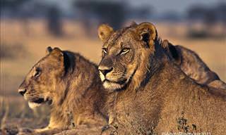 Incredible Wildlife Photos from Kenya