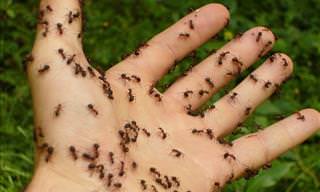 5 Common Bug Bites & How to Treat Them