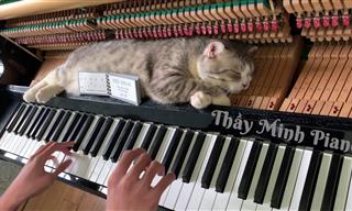 This Cat Loves the Boogie-woogie - Adorable!