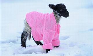 Animals That Are Prepared For the Winter