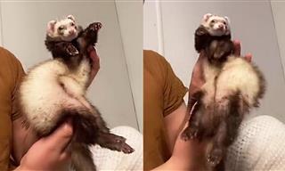 Turns Out Ferrets Are Beyond Hilarious!