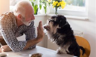 Five Reasons People With Pets Live Longer