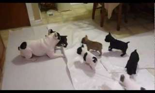 Adorable Mother Frenchie Playing With Her Pups