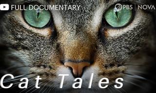 Documentary: Cat Tales and Adventures