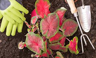 12 Plants & Flowers That Are Easy to Grow At Home